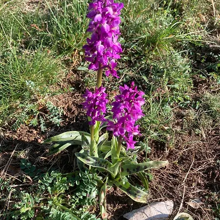 Сasa de vacaciones Les Cinq Francais *